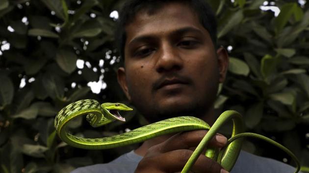 Animal lover Hitesh Karanjavkar rescues a 5ft Vine Snake from Anapurna Nagar in Kalyan, Maharashtra. (Rishikesh Choudhary / HT Photo) Animal lover Hitesh Karanjavkar rescues a 5ft Vine Snake from Anapurna Nagar in Kalyan, Maharashtra. (Rishikesh Choudhary / HT Photo)