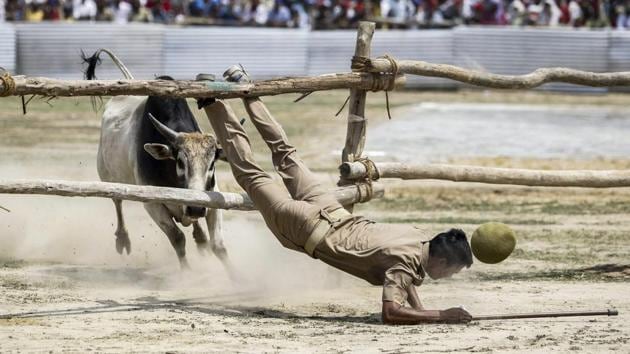 A policeman falls through barricades while being chased by a bull, which had entered the helipad prepared near the venue of an election campaign rally in support of Samajwadi Party candidate Dimple Yadav, aheah of Lok Sabha polls in Kannauj, Uttar Pradesh. (PTI) A policeman falls through barricades while being chased by a bull, which had entered the helipad prepared near the venue of an election campaign rally in support of Samajwadi Party candidate Dimple Yadav, aheah of Lok Sabha polls in Kannauj, Uttar Pradesh. (PTI)