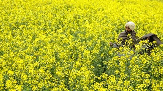 Mustard has so far on average sold 17% below MSP (between April 1 and 15). In most markets in Rajasthan, the largest grower of winter mustard, the commodity has failed to reach MSP levels. (HT File Photo) Mustard has so far on average sold 17% below MSP (between April 1 and 15). In most markets in Rajasthan, the largest grower of winter mustard, the commodity has failed to reach MSP levels. (HT File Photo)