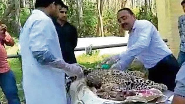 Villagers living near the Kalesar forest range said leopards often come out of the dense forest to drink water or for preying on other animals along the banks of Yamuna.(HT Photo)