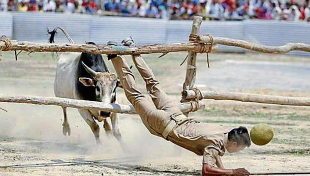 Even Yogi Adityanath’s April 23 rally in Hardoi saw bulls triggering a scare. (HT File Photo) Even Yogi Adityanath’s April 23 rally in Hardoi saw bulls triggering a scare. (HT File Photo)