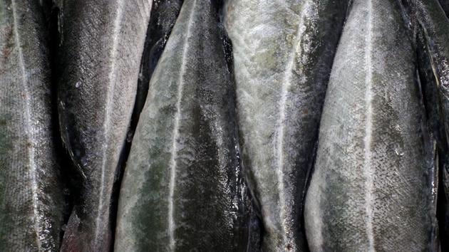 A haul of coalfish caught in British waters sits in freezers at the Danske Fiskeauktioner, a fish auction facility in Thyboron. “We just hope we can stay afloat. But without access to British waters, fishing spots in Danish waters will be congested with Dutch and Belgian fishermen along with the Danish vessels. There simply aren’t enough fish for that. The industry will collapse,” said Michael Bork. (Andrew Kelly / REUTERS) A haul of coalfish caught in British waters sits in freezers at the Danske Fiskeauktioner, a fish auction facility in Thyboron. “We just hope we can stay afloat. But without access to British waters, fishing spots in Danish waters will be congested with Dutch and Belgian fishermen along with the Danish vessels. There simply aren’t enough fish for that. The industry will collapse,” said Michael Bork. (Andrew Kelly / REUTERS)