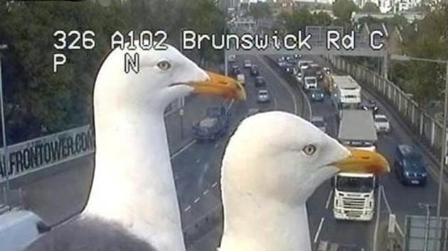 A video of an inquisitive bird has surfaced on the Internet and left thousands amused.(Twitter/@TfLTrafficNews)