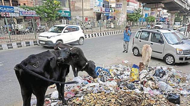 Stray cattle feast on garbage left uncleared on Najafgarh road.(HT Photo)