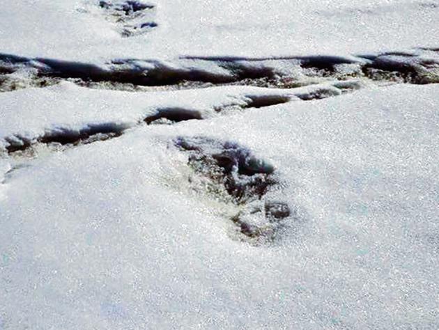 New Delhi: Footprints, claimed by the Indian Army in its twitter account to be of the "mythical beast Yeti", which were sighted by their expedition team near the Makalu Base Camp, Nepal, Tuesday, April 9, 2019. (Twitter/PTI Photo) (PTI4_30_2019_000053B)(PTI)
