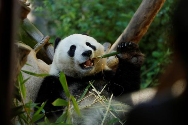 Is a sad-eyed panda really worth saving more than a slimy salamander? (Representational image)(REUTERS/Mike Blake) Is a sad-eyed panda really worth saving more than a slimy salamander? (Representational image)(REUTERS/Mike Blake)