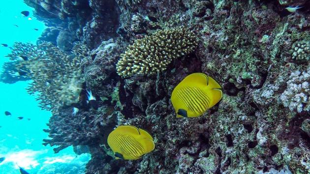 A photo taken on April 4, 2019 shows fish swimming off the coast of Egypt's Red Sea resort of Hurghada. - In dazzling turquoise waters off Egypt's Red Sea coast, scuba divers swim among delicate pink jellyfish and admire coral -- but the rebounding tourism sector is worrisome for the fragile marine ecosystem. (Photo by Mohamed el-Shahed / AFP)(AFP) A photo taken on April 4, 2019 shows fish swimming off the coast of Egypt's Red Sea resort of Hurghada. - In dazzling turquoise waters off Egypt's Red Sea coast, scuba divers swim among delicate pink jellyfish and admire coral -- but the rebounding tourism sector is worrisome for the fragile marine ecosystem. (Photo by Mohamed el-Shahed / AFP)(AFP)