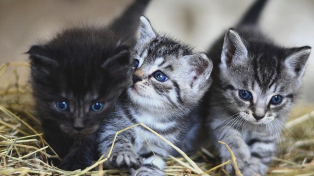 Members of the housing society had alleged that Patel tried to burn the kittens two days ago, but luckily they managed to escape.(Reuters/ Representative Image)