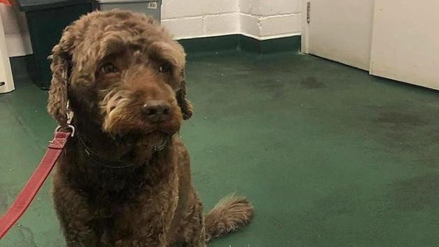 dog swallowed plastic bag