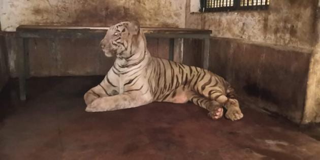 Bajirao was born in SGNP in 2001 to tigress Renuka and tiger Siddharth, both white tigers brought from Aurangabad Zoo in 1999.