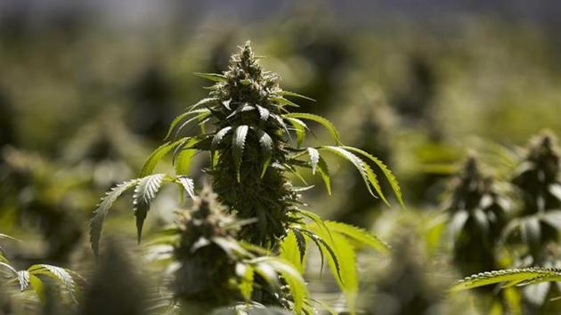 According to a statement issued by Sriram Paul, senior police inspector of anti-narcotics cell of Pimpri-Chinchwad police crime branch, the duo were carrying 150 kg of cannabis meant for sale.(PICTURE FOR REPRESENTATIONAL PURPOSES ONLY)