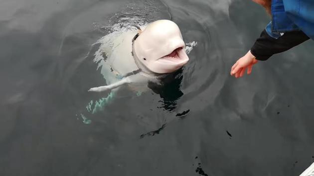 A Beluga whale wearing a GoPro harness, suspected to have escaped from a Russian military facility, is seen in Norwegian waters. (Jorgen Ree Wiig / Norwegian Directorate of Fisheries via REUTERS)