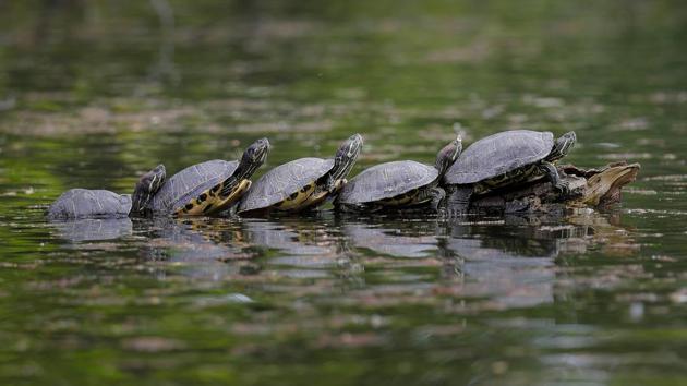 Turtles warm themselves by sitting on a tree branch in a park in Bucharest, Romania. (Vadim Ghirda / AP)