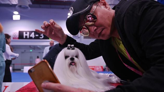 A man takes a selfie next to a Maltese dog during the 2019 Shanghai World Dog Show in Shanghai, China. (Hector Retamal / AFP)