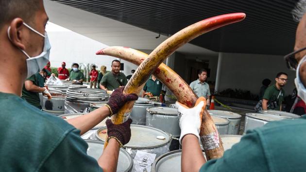 Wildlife personnel display seized ivory tusks before the confiscated ivory was destroyed at the Kualiti Alam Waste Management centre in Port Dickson, Malaysia. (Mohd Rafsan / AFP)