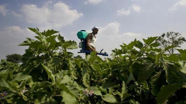 The use of GM crops is contentious, with arguments existing on both sides. Still, with India not allowing the use of GM brinjal, the developments in Haryana are a clear violation of the law.(File Photo)
