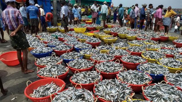 A rise in ocean temperature has led to a drastic fall in catches of sardines off the Kerala coast.(HT PHOTO)