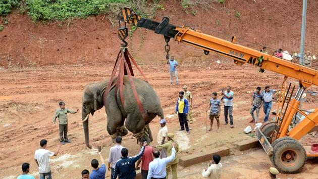 A tranquilized wild Indian elephant is lifted up with a crane as it is transported to the Amchang Wildlife Sanctuary after it wandered into a residential area in Sonapur, Assam. (AFP) A tranquilized wild Indian elephant is lifted up with a crane as it is transported to the Amchang Wildlife Sanctuary after it wandered into a residential area in Sonapur, Assam. (AFP)