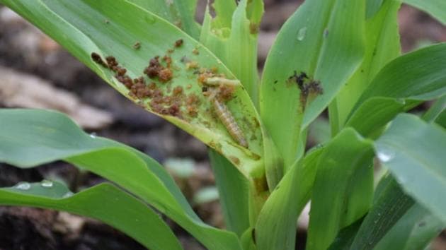 A caterpillar Fall Armyworm which can destroy maize fields. (HT PHOTO) A caterpillar Fall Armyworm which can destroy maize fields. (HT PHOTO)