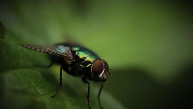 Biologists have long known that proteins in a male fly’s ejaculate make females lose interest in other partners for up to a week - a trick used by males to ensure their own sperm is fertilized.(Unsplash)