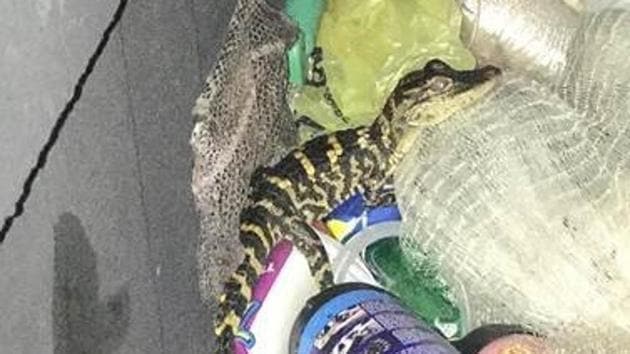 The woman also had 41 3-stripe turtles in her vehicle.(Facebook/Charlotte County Sheriff’s Office)
