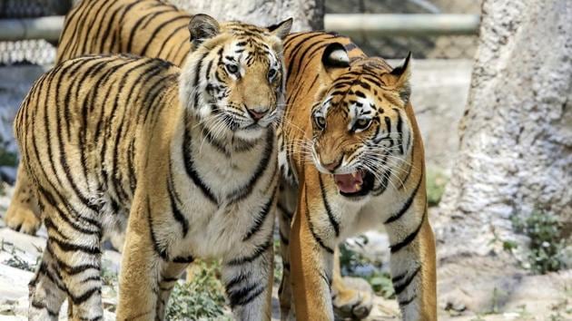 According to data released by the National Tiger Conservation Authority, poaching and electrocution were behind 31.5% (207) of the 656 tiger deaths reported in the country between 2012 and 2018. According to the data, Madhya Pradesh with 148 deaths led 19 states where tiger deaths were reported, followed by Maharashtra (107), Karnataka (100) and Uttarakhand (82). (PTI File) According to data released by the National Tiger Conservation Authority, poaching and electrocution were behind 31.5% (207) of the 656 tiger deaths reported in the country between 2012 and 2018. According to the data, Madhya Pradesh with 148 deaths led 19 states where tiger deaths were reported, followed by Maharashtra (107), Karnataka (100) and Uttarakhand (82). (PTI File)