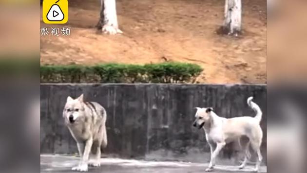 A manager at the zoo revealed that the wolf loves to ‘spoil his girlfriend’. (Facebook/@pearvideocn) A manager at the zoo revealed that the wolf loves to ‘spoil his girlfriend’. (Facebook/@pearvideocn)