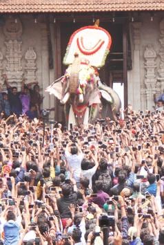 Thechikottukavu Ramachandran, a 10.5 ft tusker has been banned from public display after it killed two persons in February.(HT PHOTO)