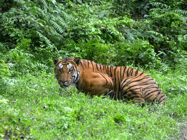 A male Royal Bengal Tiger aged around 12 years has died in Assam’s Kaziranga National Park following infighting with another feline, park officials said on Thursday. The decomposed body of the tiger was found in the Baruntika area of the 430sqkm- park’s Kohora range on Wednesday. The animal is suspected to have died nearly two weeks ago. (AFP / STR File) 