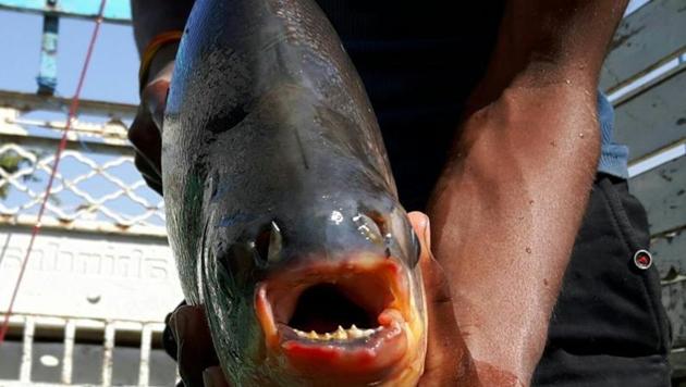 Virgilio Martinez, chef-owner of a restaurant in Peru said he hoped to serve the predatory, sharp-toothed fish at an LA food festival. (Representative Image) Virgilio Martinez, chef-owner of a restaurant in Peru said he hoped to serve the predatory, sharp-toothed fish at an LA food festival. (Representative Image)