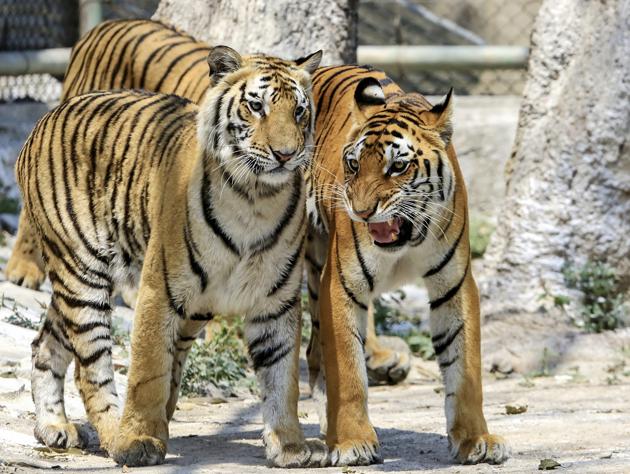 The decomposed body of the tiger was found in the Baruntika area of the 430sqkm- park’s Kohora range on Wednesday. The animal is suspected to have died nearly two weeks ago.(PTI/FilePhoto/ Representative Image)