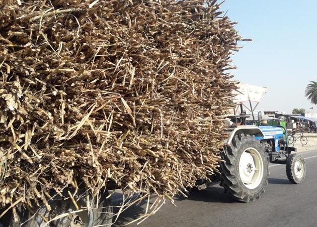 Shravasti is a high sugarcane cultivation area but there is not a single sugar mill in the district. (Pankaj Jaiswal/HT Photo) Shravasti is a high sugarcane cultivation area but there is not a single sugar mill in the district. (Pankaj Jaiswal/HT Photo)