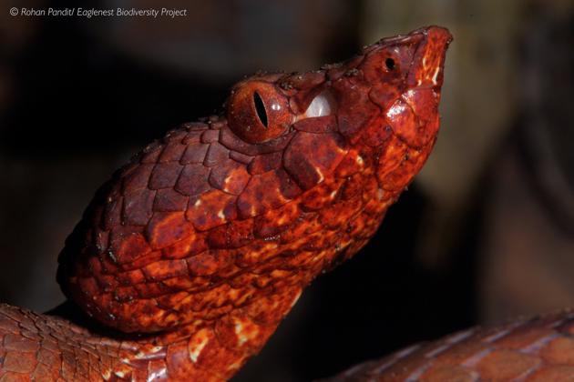 The new species venomous snake with a unique heat-sensing system found in a forest in West Kameng.(Eaglenest Wildlife Sanctuary/Facebook)