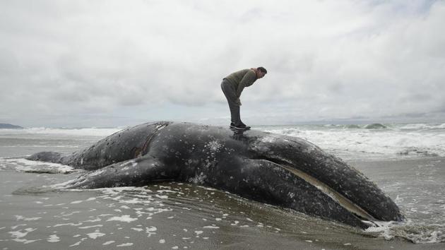 Duat Mai stands atop a dead whale at Ocean Beach in San Francisco. (Jeff Chiu / AP) Duat Mai stands atop a dead whale at Ocean Beach in San Francisco. (Jeff Chiu / AP)