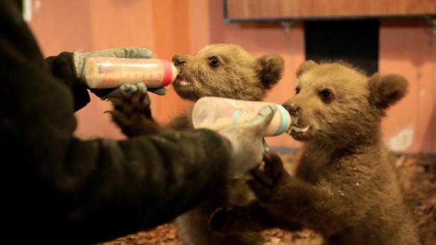 Melina Avgerinou, caretaker at NGO Arcturos, feeds two brown bear cubs at a bear sanctuary in the village of Nymfaio, near Florina, Greece. (Giorgos Moutafis / REUTERS) Melina Avgerinou, caretaker at NGO Arcturos, feeds two brown bear cubs at a bear sanctuary in the village of Nymfaio, near Florina, Greece. (Giorgos Moutafis / REUTERS)