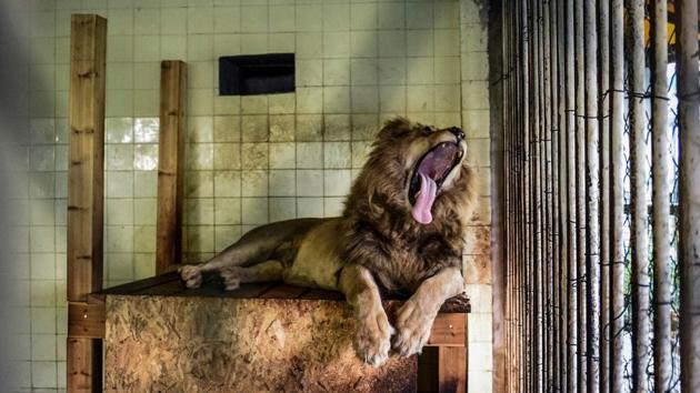 Ten-years-old lion Boby roars in a cage of Tirana’s zoo before its transfer along with two other lions to the Felida Big Cat Center in Netherlands by animal welfare association Four Paws. (Gent Shkullaku / AFP) Ten-years-old lion Boby roars in a cage of Tirana’s zoo before its transfer along with two other lions to the Felida Big Cat Center in Netherlands by animal welfare association Four Paws. (Gent Shkullaku / AFP)
