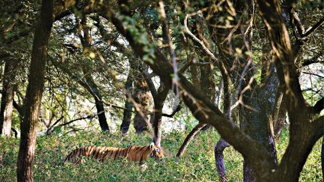 Ranthambore codes its tigers with the letter T and a number against the letter so as to keep track of them(Isheta Salgaocar)