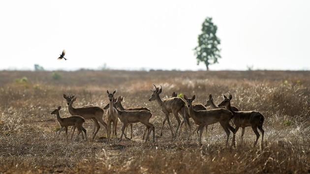 Eld’s deer roam in the Shwe Settaw nature reserve in the Magway region of Mayanmar. The reserve, home to the endemic species of Eld’s or golden deer, lies in the country’s central dry zone where water shortages are rife in the hot season. However, through a crowdfunding campaign on Facebook, the deer are now receiving the water they need for survival. (Ye Aung Thu / AFP)