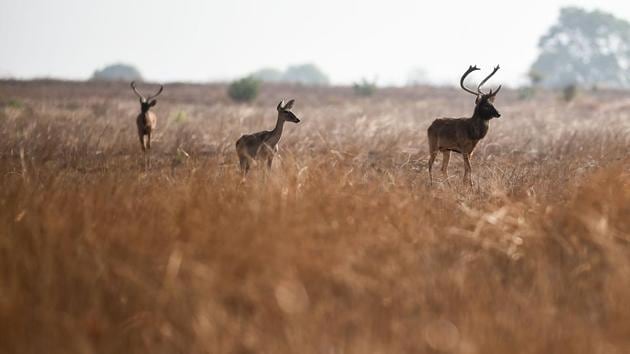 Donations poured in from as far away as Yangon, Mandalay and Shan state in the northeast. “Luckily, it really captured people’s interest,” ranger Thein Lwin said with a smile, adding that within a few days they had received over 1 million kyat ($650). (Ye Aung Thu / AFP)