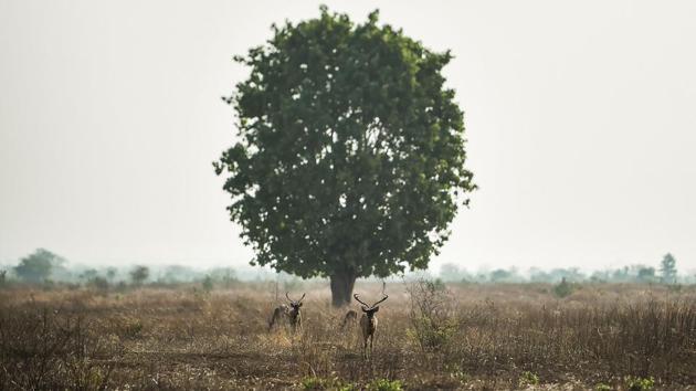 Poaching is also a huge problem in the country where the illegal trade of wildlife parts flourishes, due largely to the insatiable appetite from neighbouring China. “We need more guard posts and more staff,” the ranger said with a sigh. “The deer’s future is at stake.” (Ye Aung Thu / AFP)