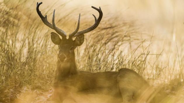 Many of the park’s estimated 1,000 deer started venturing dangerously close to villages outside the reserve, putting themselves at risk of poaching, rangers said. At the end of April, the park’s dozen rangers started pooling money to travel to a nearby river to collect water and refill a couple of the scorched craters. But after realising this was unsustainable they turned to Facebook. (Ye Aung Thu / AFP)