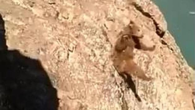 The eight-second video -- shared on Twitter by former director Tourism, Kashmir, Mehmood Shah -- shows a brown bear being stoned by people in Drass area of Kargil district in Ladakh region of the state. (Photo: Screengrab) The eight-second video -- shared on Twitter by former director Tourism, Kashmir, Mehmood Shah -- shows a brown bear being stoned by people in Drass area of Kargil district in Ladakh region of the state. (Photo: Screengrab)