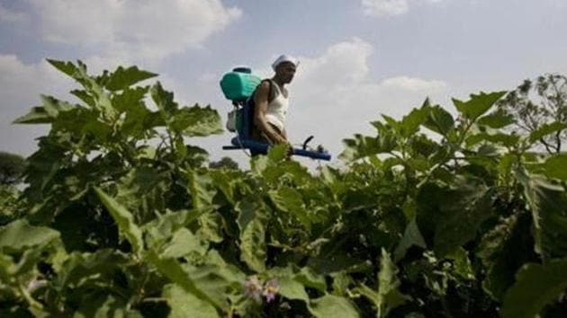 Brinjal is genetically modified by inserting a protein gene (in this case Cry1Ac) that comes from a soil bacteria, Bacillus thuringiensis (Bt), into the Brinjal genome to make the plant resistant to some pests.(File photo)