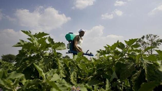 In a new twist to the illegal Bt Brinjal cultivation story in Haryana, the state’s horticulture department said that samples collected by them have tested negative for the CRY 1AC gene and the EE 1 event of Bt Brinjal, but tested positive for three other gene markers.(HT File Photo)