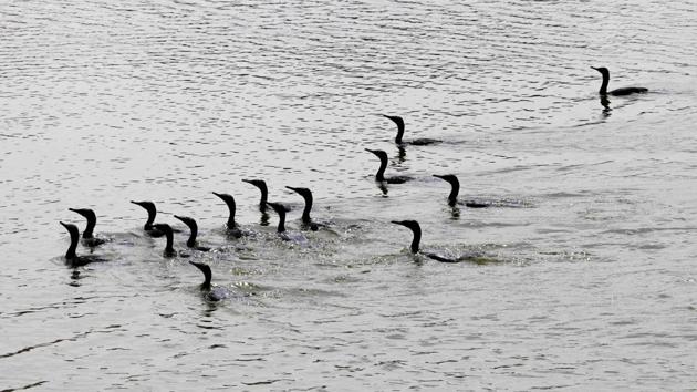 Black Heron Bird seen swimin at Kalyan Kala Talao. (Rishikesh Choudhary / HT Photo) Black Heron Bird seen swimin at Kalyan Kala Talao. (Rishikesh Choudhary / HT Photo)