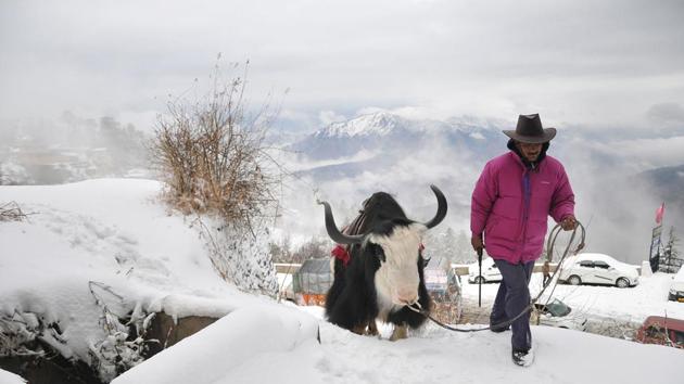 The number of yaks that died of starvation in north Sikkim could be 500 or more, authorities have said after talking to herders who graze the animals in Mukuthang Valley in the state near the border with China. On Saturday, the figure had stood at 300 yaks after herders came down to lower altitudes to save themselves from the cold, leaving flocks behind. (AFP File) The number of yaks that died of starvation in north Sikkim could be 500 or more, authorities have said after talking to herders who graze the animals in Mukuthang Valley in the state near the border with China. On Saturday, the figure had stood at 300 yaks after herders came down to lower altitudes to save themselves from the cold, leaving flocks behind. (AFP File)