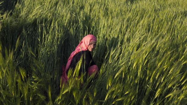 A Gaddi tribal woman Nirmala Devi, 45, weeds her barley field in her village in Naddi, near Dharmsala, in the northern Indian state of Himachal Pradesh. For years they’ve been told about the power they can wield with their votes, and how elections can bring so much change to this sprawling, often-chaotic nation. But few of these women, marooned at the fringes of Indian society, believe such talk anymore. Nirmala said that she will vote but has little expectations from politicians who never keep their campaign promises. (Ashwini Bhatia / AP) A Gaddi tribal woman Nirmala Devi, 45, weeds her barley field in her village in Naddi, near Dharmsala, in the northern Indian state of Himachal Pradesh. For years they’ve been told about the power they can wield with their votes, and how elections can bring so much change to this sprawling, often-chaotic nation. But few of these women, marooned at the fringes of Indian society, believe such talk anymore. Nirmala said that she will vote but has little expectations from politicians who never keep their campaign promises. (Ashwini Bhatia / AP)