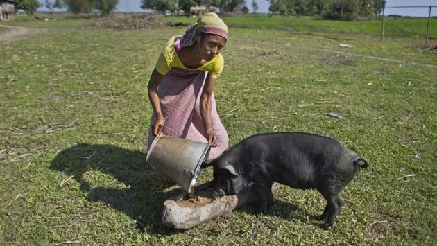Padumi Miri, 32, a Mishing tribal woman feeds her pig in the river island of Majuli, in the northeastern Indian state of Assam. Miri said she does not know why she had cast her vote nor had she ever seen a political leader in her life. She only knew that she needs to vote every five years. For many tribal women, elections have become little more than another chore. (Anupam Nath / AP) Padumi Miri, 32, a Mishing tribal woman feeds her pig in the river island of Majuli, in the northeastern Indian state of Assam. Miri said she does not know why she had cast her vote nor had she ever seen a political leader in her life. She only knew that she needs to vote every five years. For many tribal women, elections have become little more than another chore. (Anupam Nath / AP)