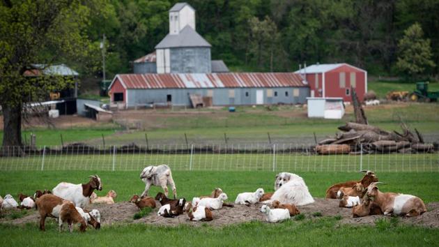 Goats seen in a farm near Omaha. The growers have fixed costs on land and machinery that do not lessen even if output is lower. In many cases, farmers already purchase seeds for the season. Plus, transport costs have essentially doubled due to the dismal state of the roads. But there is a more fundamental hit to the region’s economic capacity, with nutrient-rich soil developed over generations suddenly stripped away. (Johannes Eisele / AFP) Goats seen in a farm near Omaha. The growers have fixed costs on land and machinery that do not lessen even if output is lower. In many cases, farmers already purchase seeds for the season. Plus, transport costs have essentially doubled due to the dismal state of the roads. But there is a more fundamental hit to the region’s economic capacity, with nutrient-rich soil developed over generations suddenly stripped away. (Johannes Eisele / AFP)