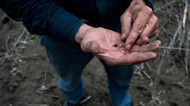 Clare Duda inspects the rotten soybeans in a field. Damages are estimated at more than $800 million, about $400 million in the livestock industry and $440 million in crops. “It’s not like we’ve got a lot of alternatives out here. You either get your crop in the spring, or you are out of income for the entire year,” said Ruth Ready, adding that the floods shrank this season’s usable acreage, threatening the next harvest. (Johannes Eisele / AFP) Clare Duda inspects the rotten soybeans in a field. Damages are estimated at more than $800 million, about $400 million in the livestock industry and $440 million in crops. “It’s not like we’ve got a lot of alternatives out here. You either get your crop in the spring, or you are out of income for the entire year,” said Ruth Ready, adding that the floods shrank this season’s usable acreage, threatening the next harvest. (Johannes Eisele / AFP)